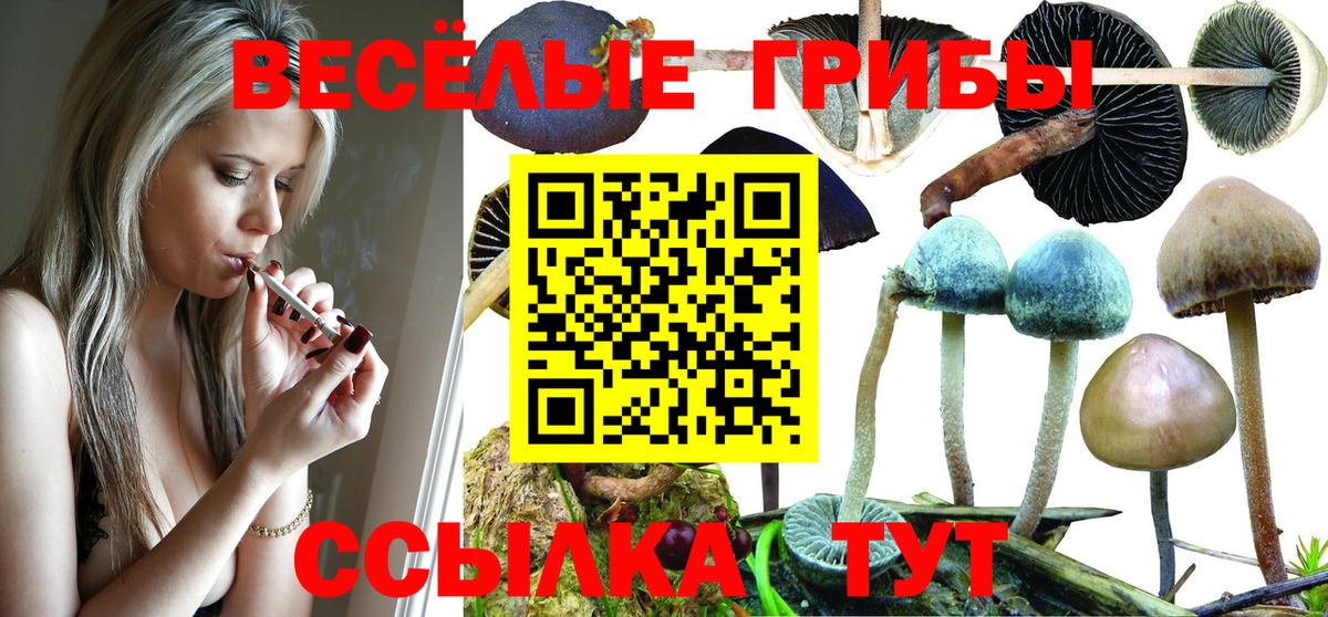 Галлюциногенные грибы Psilocybine cubensis Ставрополь